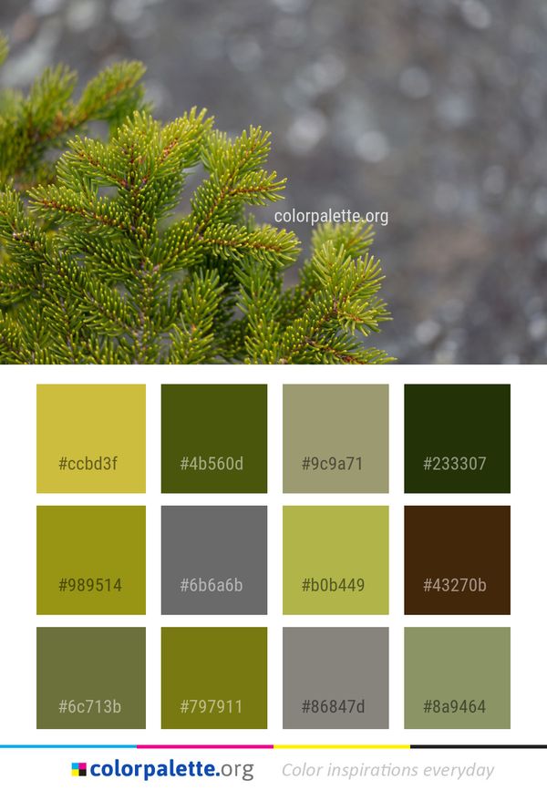 Vegetation Tree Pine Family Color Palette
