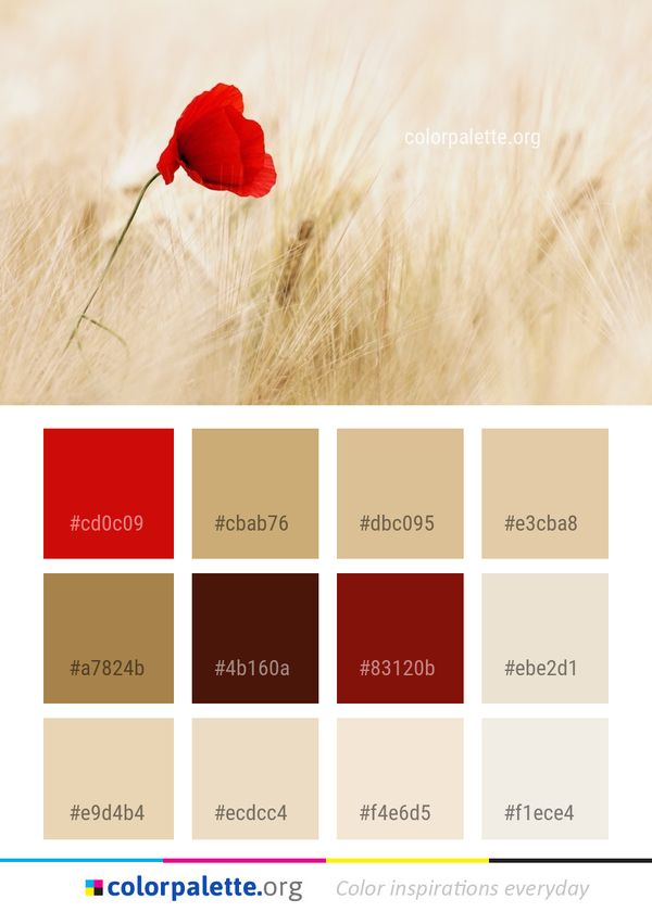 Flower Red Coquelicot Color Palette