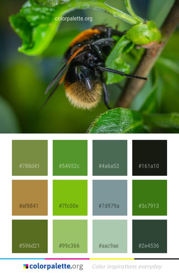 Insect Bee Bumblebee Color Palette