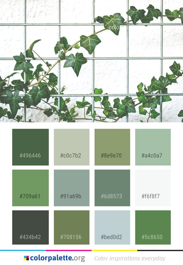 Leaf Plant Flowering Color Palette