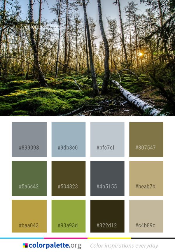 Nature Ecosystem Forest Color Palette