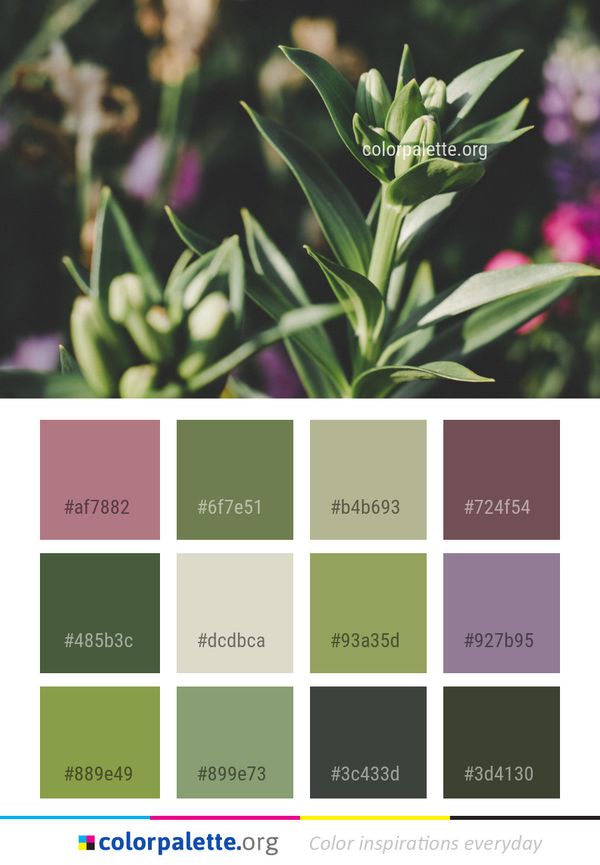 Plant Flower Flora Color Palette