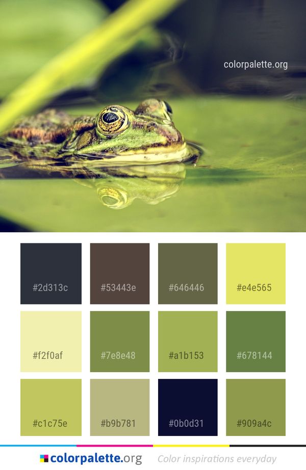 Ranidae Water Amphibian Color Palette