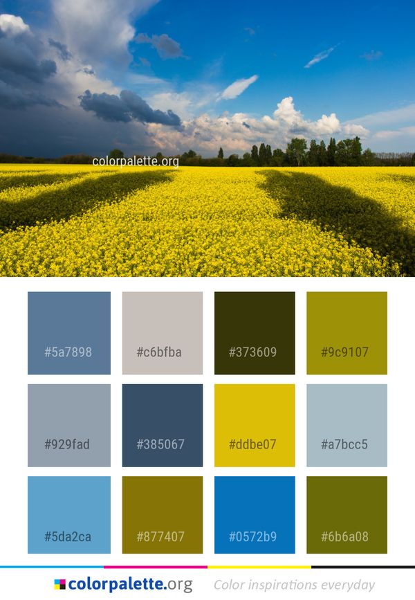 Sky Field Rapeseed Color Palette