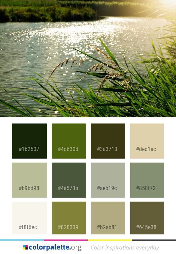 Water Vegetation Grass Color Palette