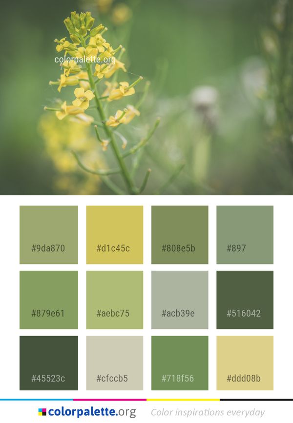 Flora Flower Mustard Plant Color Palette