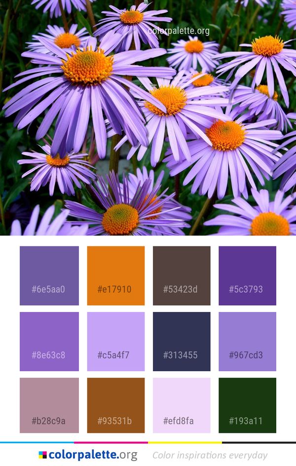 Flower Plant Purple Color Palette