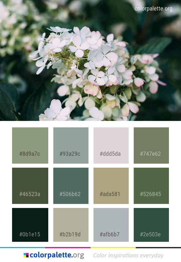 Flower White Plant Color Palette