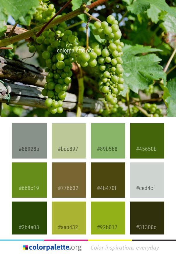 Grape Grapevine Family Seedless Fruit Color Palette