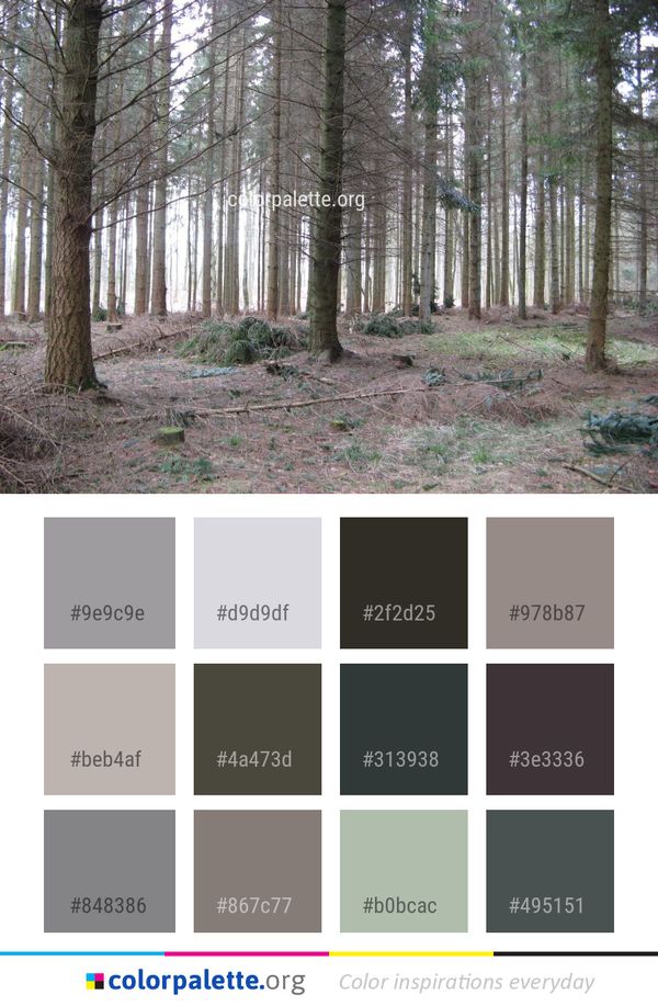 Woodland Ecosystem Forest Color Palette