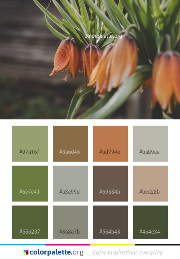 Flower Plant Crown Imperial Color Palette