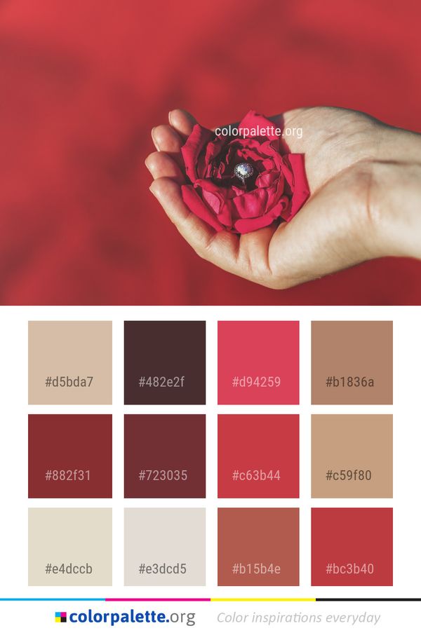 Flower Red Close Up Color Palette