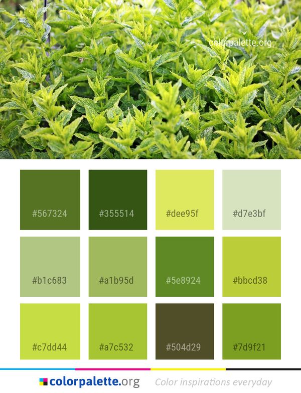 Plant Leaf Herb Color Palette