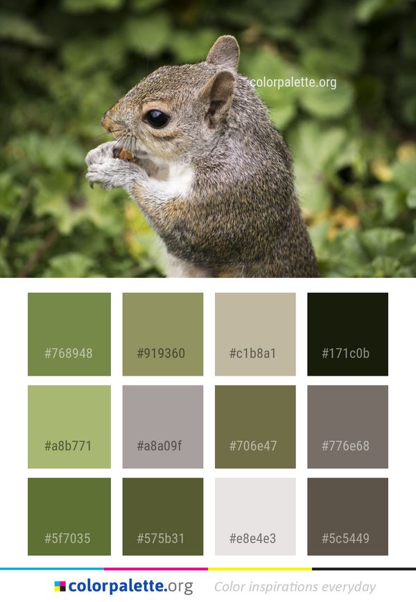Squirrel Mammal Fauna Color Palette