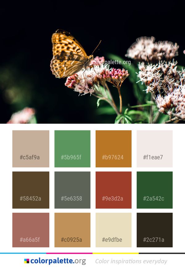 Butterfly Insect Moths And Butterflies Color Palette