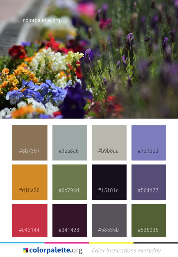 Flower Plant Wildflower Color Palette