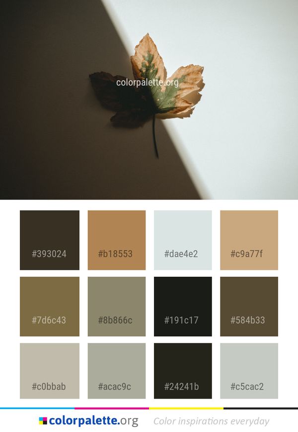 Moths And Butterflies Leaf Insect Color Palette