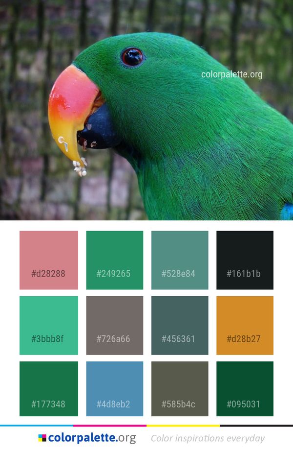Bird Beak Parrot Color Palette