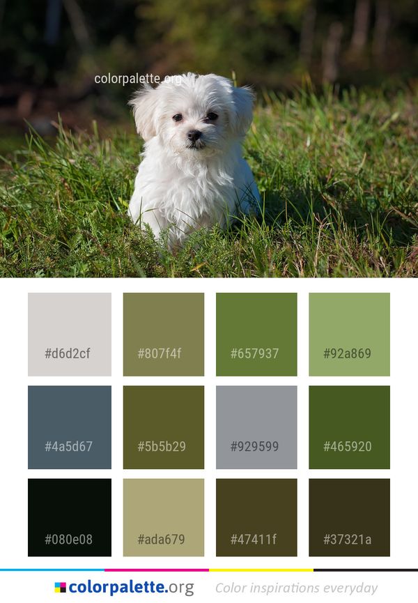 Dog Like Mammal Breed Color Palette