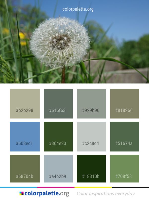 Flower Dandelion Flora Color Palette