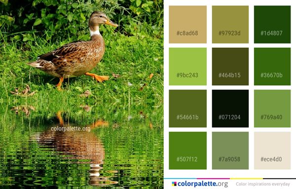Bird Duck Ecosystem Color Palette