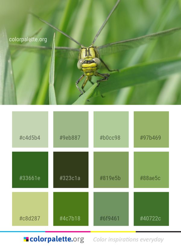 Insect Invertebrate Macro Photography Color Palette