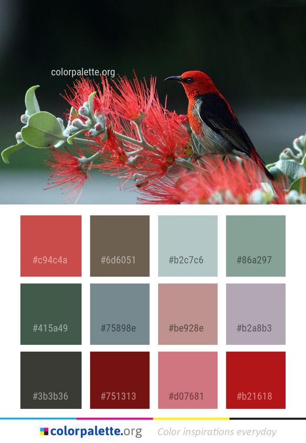 Bird Red Beak Color Palette
