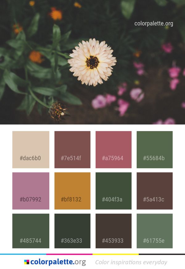 Flower Flora Petal Color Palette