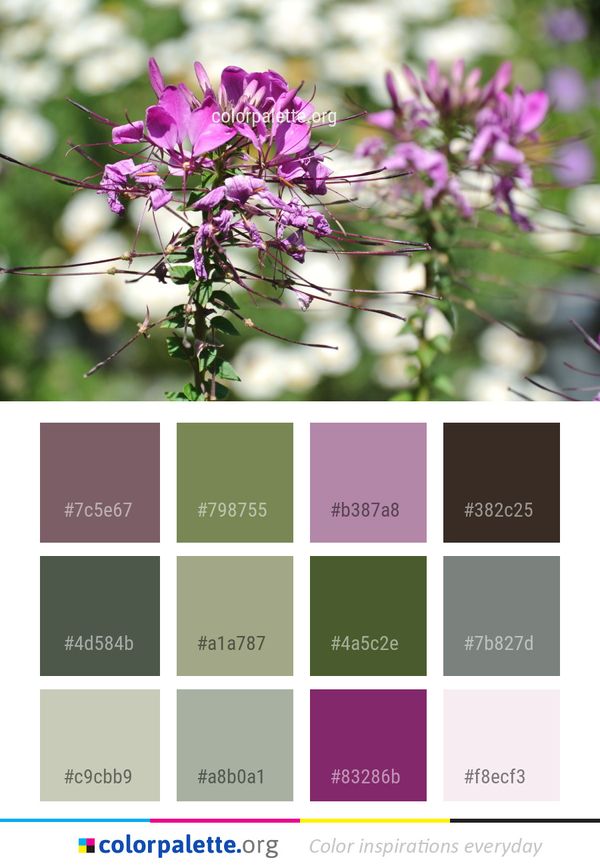 Flower Plant Flora Color Palette