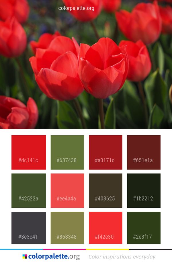 Flower Red Flowering Plant Color Palette