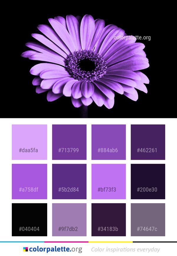 Flower Violet Purple Color Palette