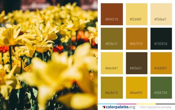 Flower Yellow Plant Color Palette