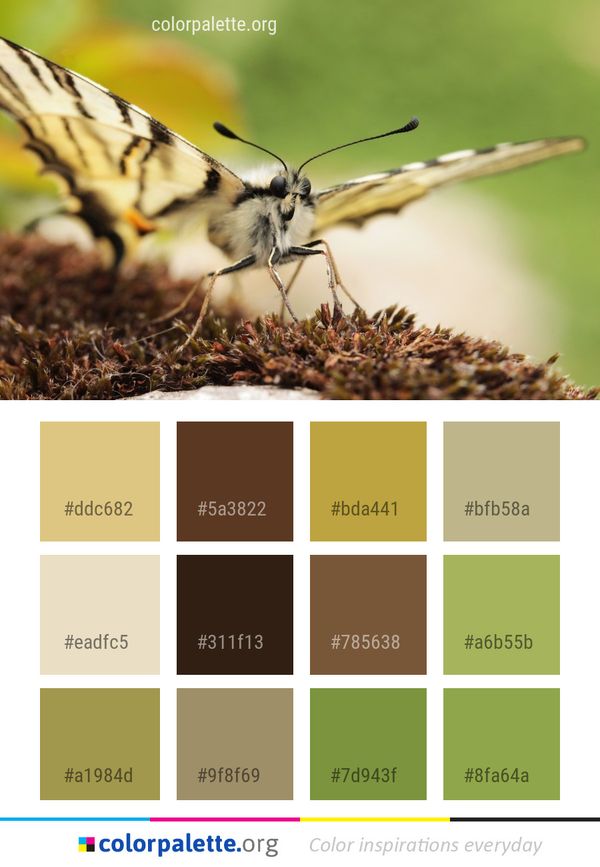 Insect Moths And Butterflies Butterfly Color Palette