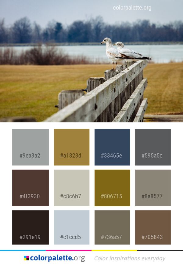 Bird Water Color Palette