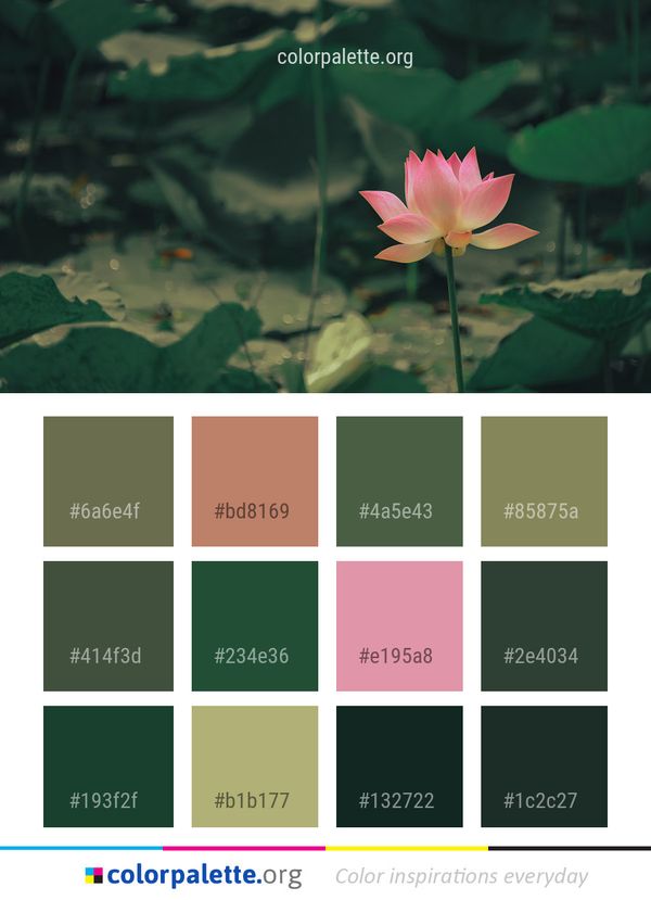 Flower Lotus Sacred Color Palette