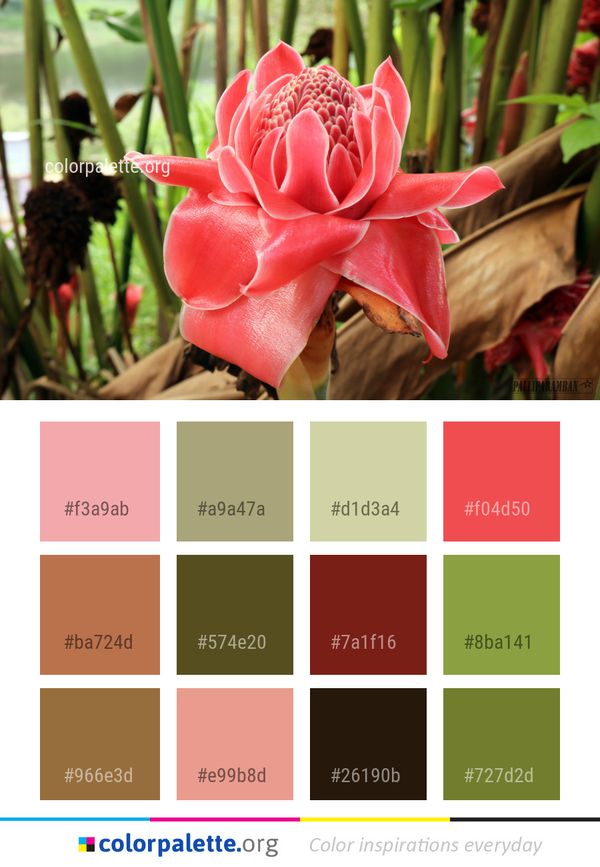 Flower Plant Flora Color Palette
