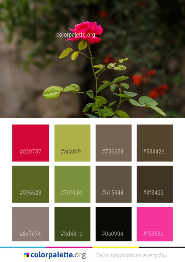 Flower Plant Flora Color Palette