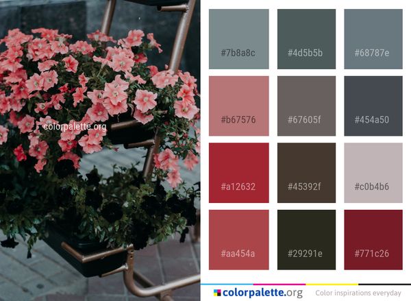 Flower Plant Flowering Color Palette