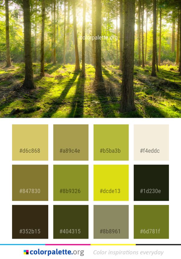 Forest Woodland Nature Color Palette