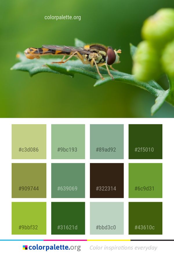 Insect Pest Macro Photography Color Palette