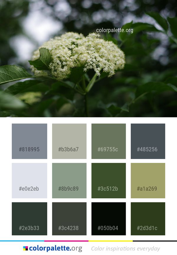 Plant Flora Nannyberry Color Palette