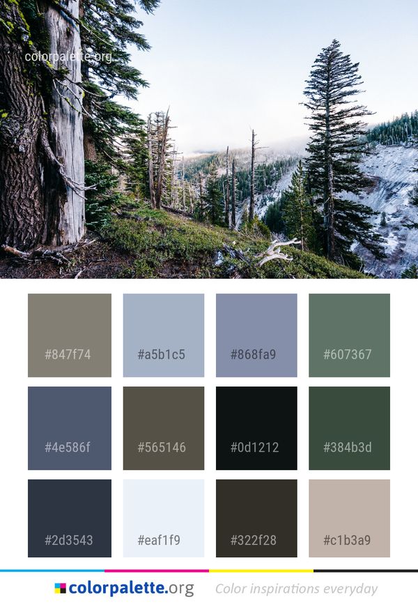 Wilderness Winter Tree Color Palette