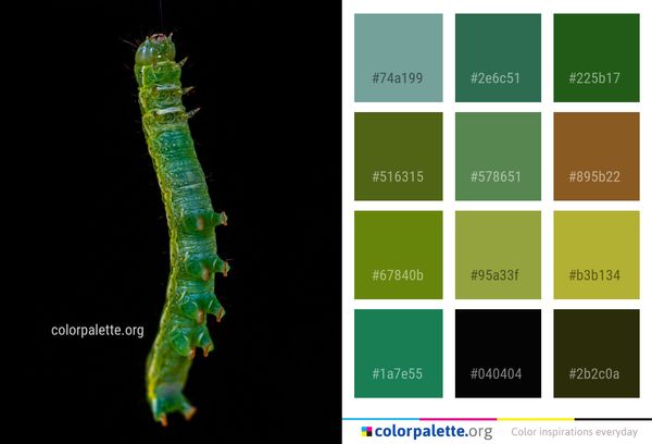 Caterpillar Larva Invertebrate Color Palette