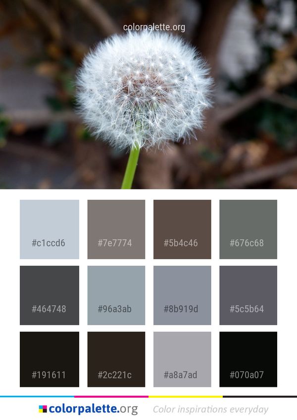 Flower Plant Flora Color Palette