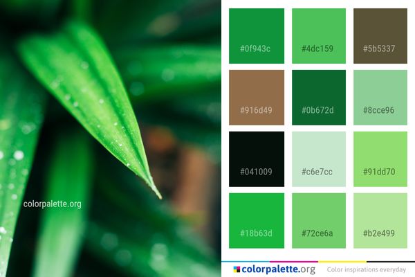 Green Water Dew Color Palette