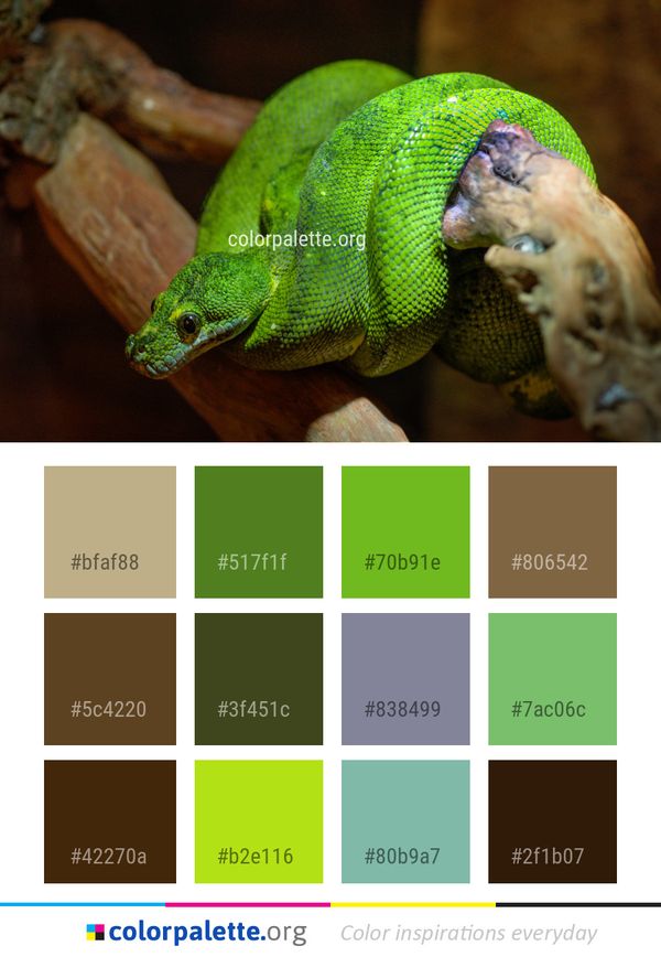 Reptile Scaled Fauna Color Palette