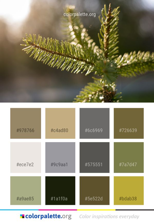 Vegetation Pine Family Branch Color Palette