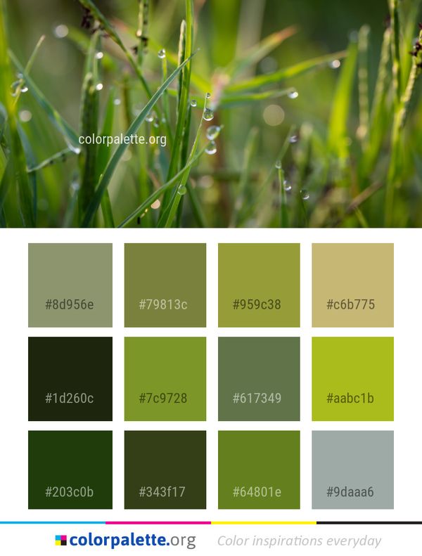 Water Dew Grass Color Palette