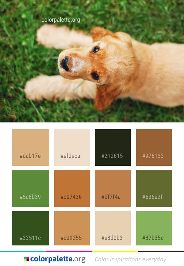 Dog Breed Puppy Color Palette