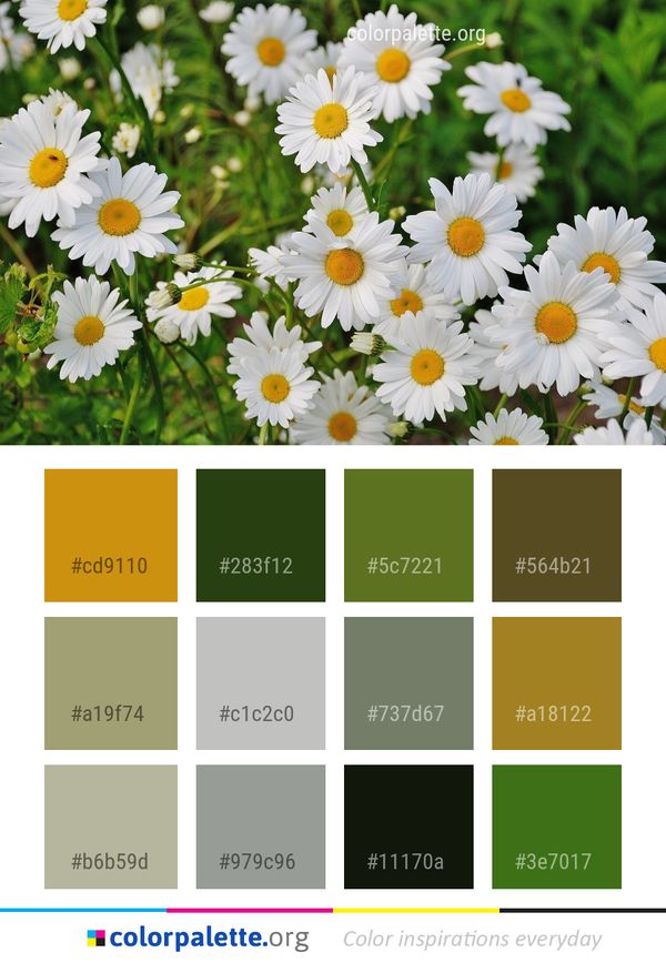Flower Chamaemelum Nobile Daisy Color Palette